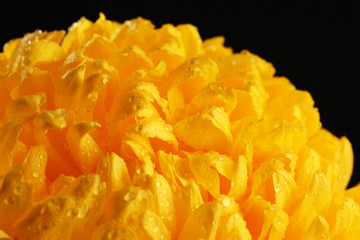 bright yellow chrysanthemum, on black background