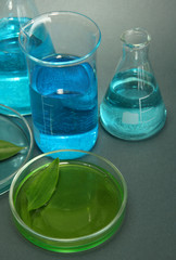 test-tubes and leaf tested in petri dish on grey background