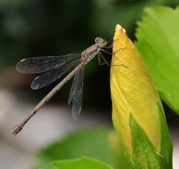 dragonfly rested on yellow flower