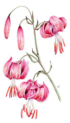 Lilium martagon - giglio martagone