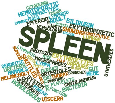 Word cloud for Spleen