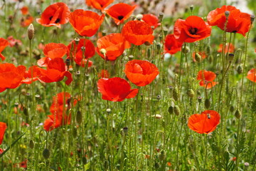 Obraz premium Beautiful poppies