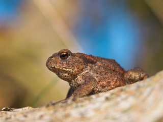 Common toad Bufo Bufo on log side view