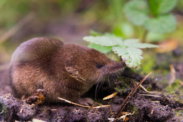 Common shrew (Sorex araneus) close up