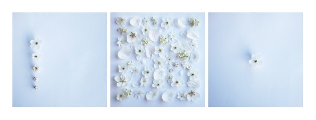 kwiat tło ślub kwiaty świeże zaproszenie biały niebieski wiosna - obrazy, fototapety, plakaty