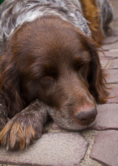 The family dog sleeps away a peaceful Sunday afternoon on sun-wa