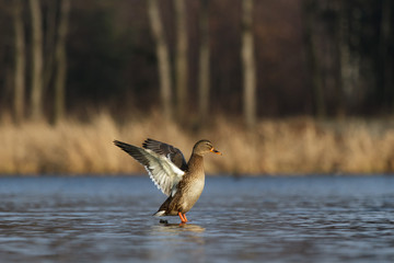 bird
