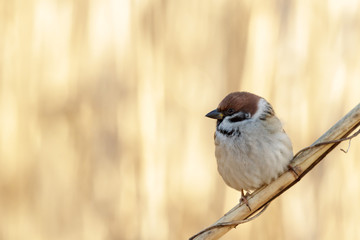 bird