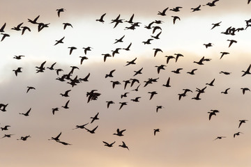 birds
