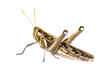 Isolated of big Grasshopper