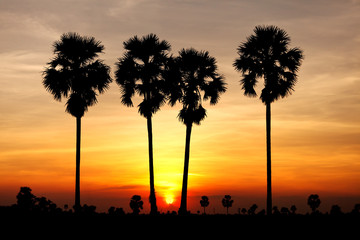 Sunset behide toddy palm tree