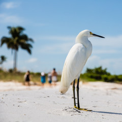 Snowy Egret on Florida Beach