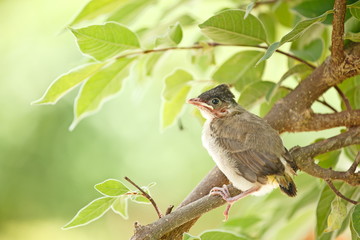 Young bird in first day fly learning