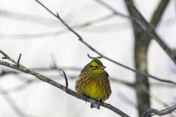 Yellowhammer