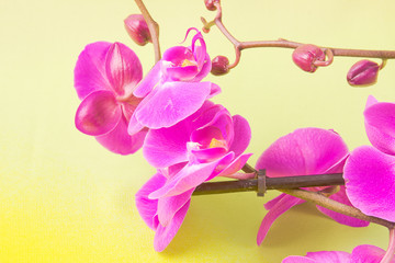 flowers of pink orchid on a yellow background