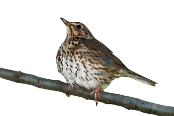 Song thrush perched on a branch isolated on white background