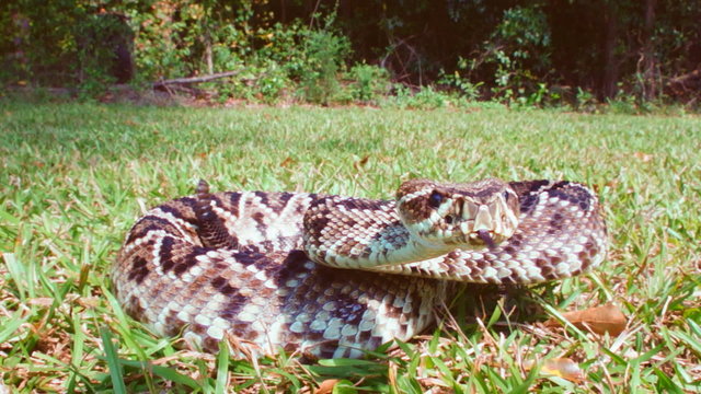 Eastern Diamondback Rattlesnake Striking camera, a highly venomous snake of southeastern United States.