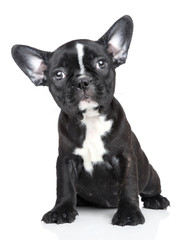 Portrait of French Bulldog puppy