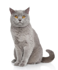 British Shorthair cat portrait - 48208190