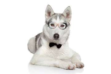 Siberian Husky dog in bow tie on white background