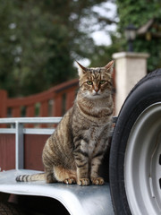 chat tigré familier