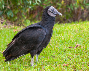 American Black Vulture in the Everglades