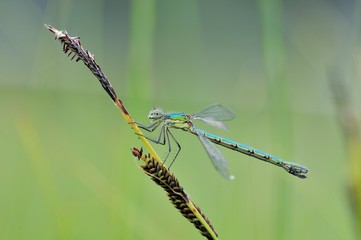 Lestes dryas
