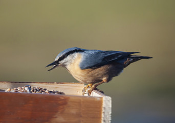 nuthatch