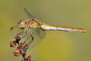 Sympetrum meridionale © fabiosa_93
