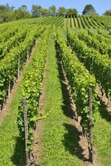 Fototapeta na wymiar hilly vineyard #9, Stuttgart