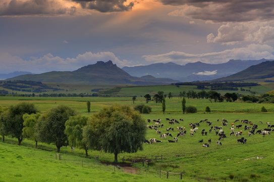 Umzimkulu Images Browse 80 Stock Photos Vectors And Video Adobe Stock umzimkulu-images-browse-80-stock-photos-vectors-and-video-adobe-stock