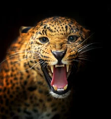 Türaufkleber Leopard Leopard