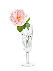 pink rose in a glass vase, isolated on white