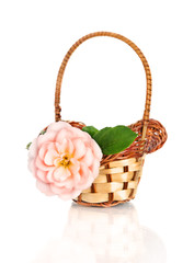 Fototapeta na wymiar beautiful pink rose in basket, isolated on white