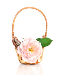 beautiful pink rose flower in basket, isolated on white