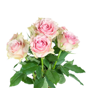 Bouquet of pink roses, isolated on white