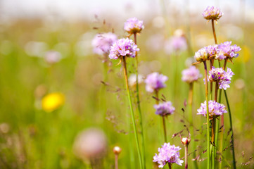 Obraz na płótnie Canvas violet flowers on meadows