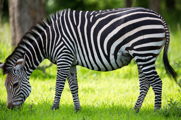 Fototapeta na wymiar Wypas Zebra na trawie