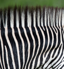 Fototapeta na wymiar Zebra paski wzór szyi
