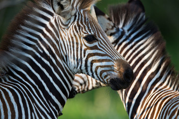 Zebra on savannah