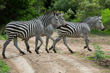 Fototapeta na wymiar Zebra na sawannie