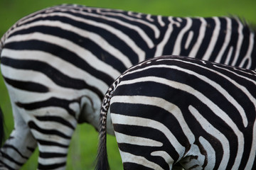 Zebra patterns
