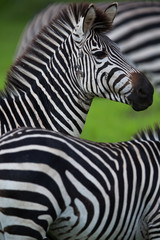Fototapeta na wymiar Portret Zebra