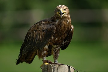 Aquila reale