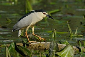Nitticora
