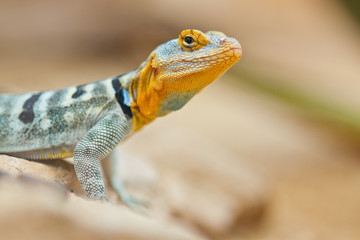 Blauer Felsenleguan (Petrosaurus thalassinus)