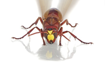 Close up of wasp