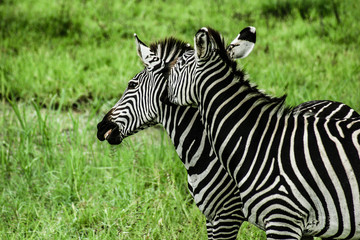Zebras over green background in Zambia