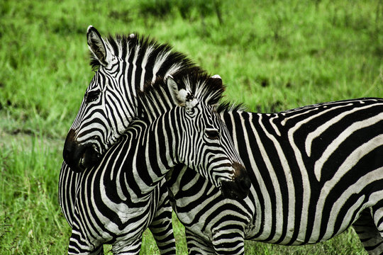 Fototapeta Zebras over green background in Zambia