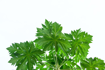 Papaya leaf isolated on white